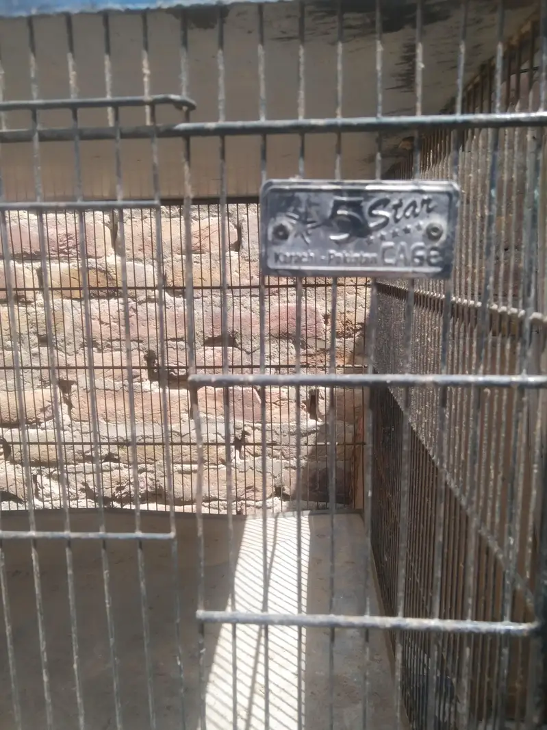 5 star jumbo cage for sale — photo 2