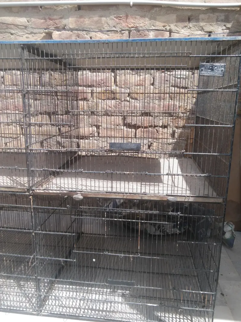 5 star jumbo cage for sale — photo 3
