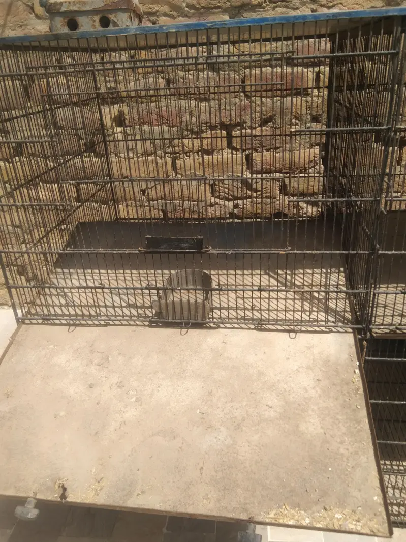 5 star jumbo cage for sale — photo 4