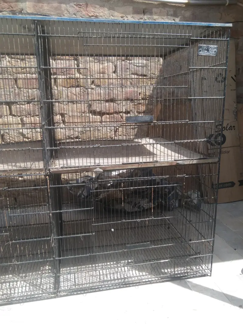 5 star jumbo cage for sale — photo 5