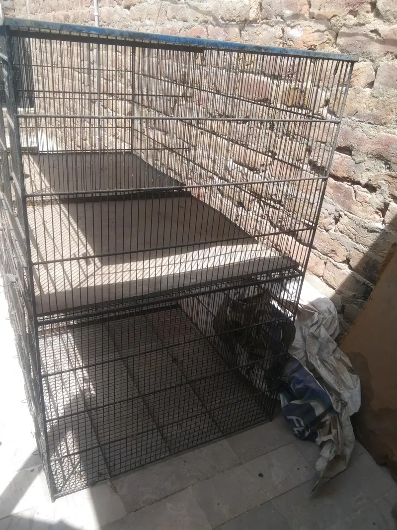 5 star jumbo cage for sale — photo 6