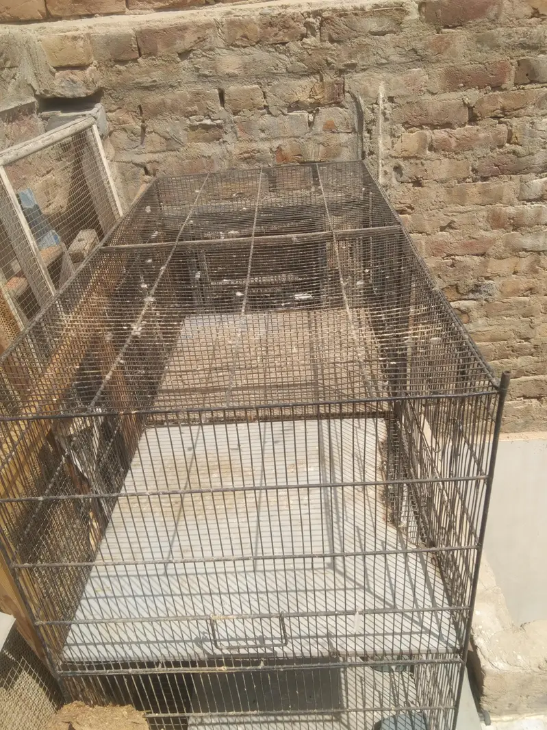 5 star jumbo cage for sale — photo 8
