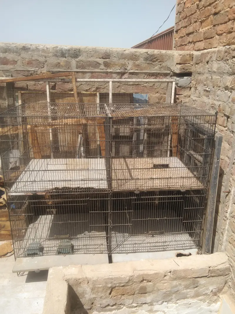 5 star jumbo cage for sale — photo 9