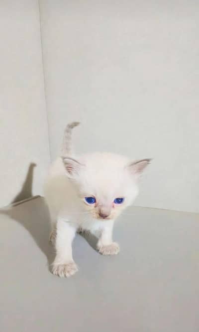 Blue eyes Himalayan kitten