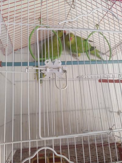 ringneck pair