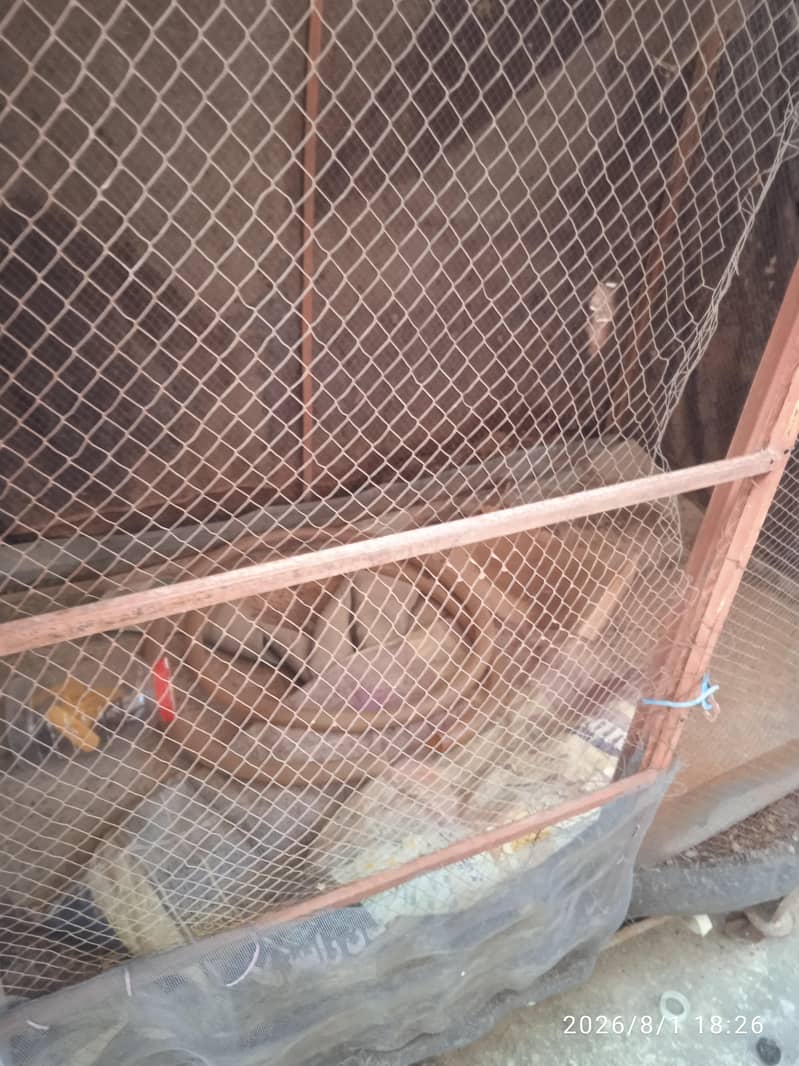 Hen's Cage 2