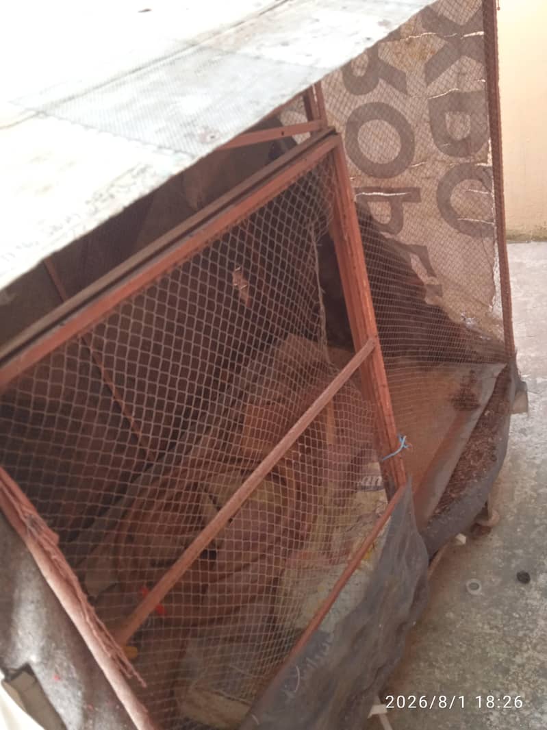 Hen's Cage 3