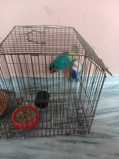 love bird