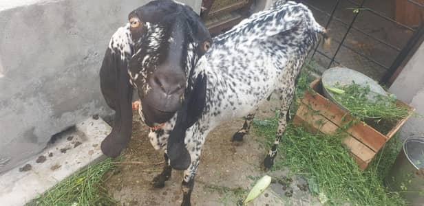 desi Bakri