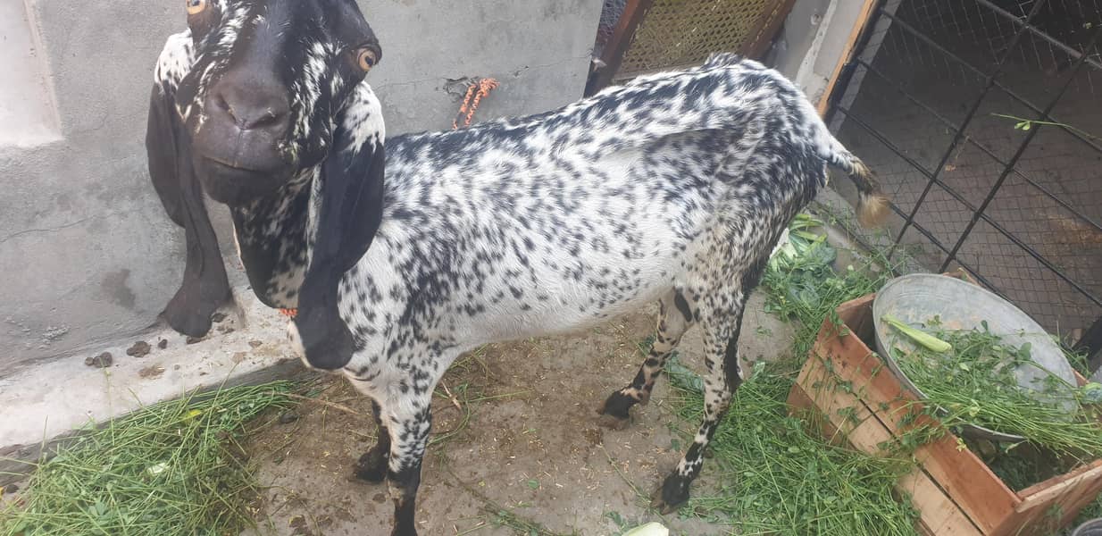 desi Bakri 1