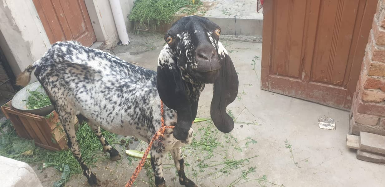 desi Bakri 2