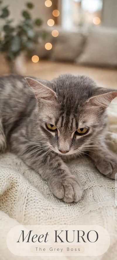 Cat for Sale in Bahawalpur | Healthy & Active