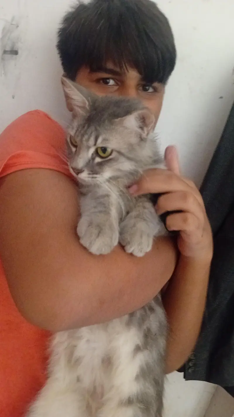 Cat for Sale in Bahawalpur | Healthy & Active — photo 2