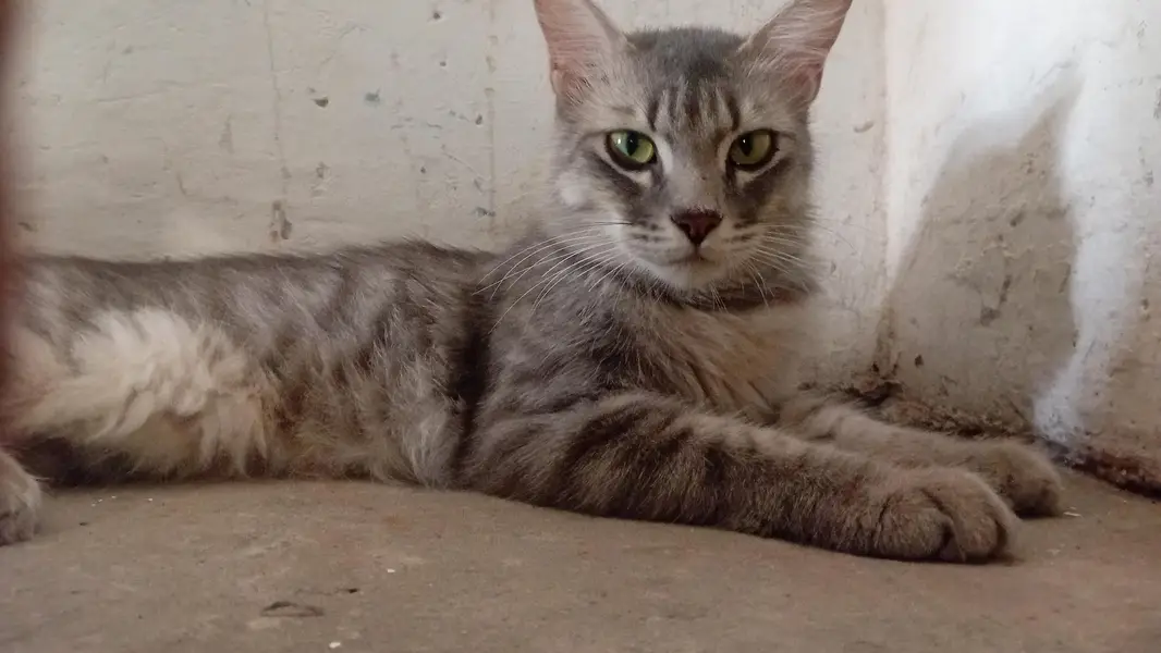 Cat for Sale in Bahawalpur | Healthy & Active — photo 3