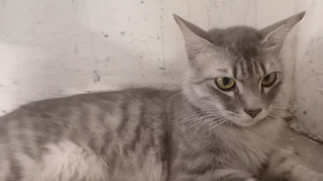 Cat for Sale in Bahawalpur | Healthy & Active — photo 4