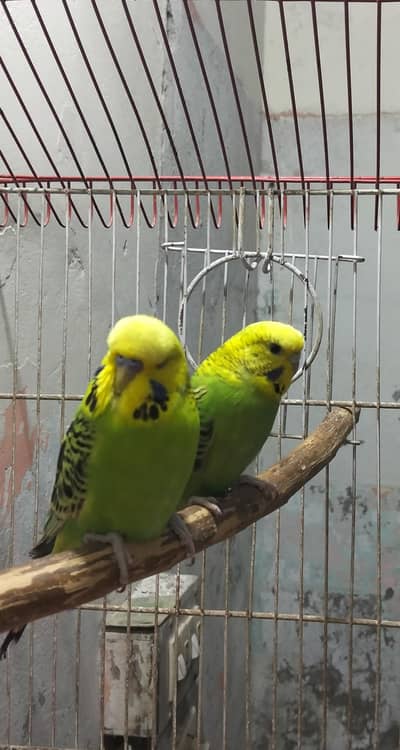 Undersize exi red eye split pair available for sale.