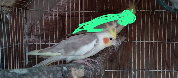Cocktail male and budgies pairavailable for sale.