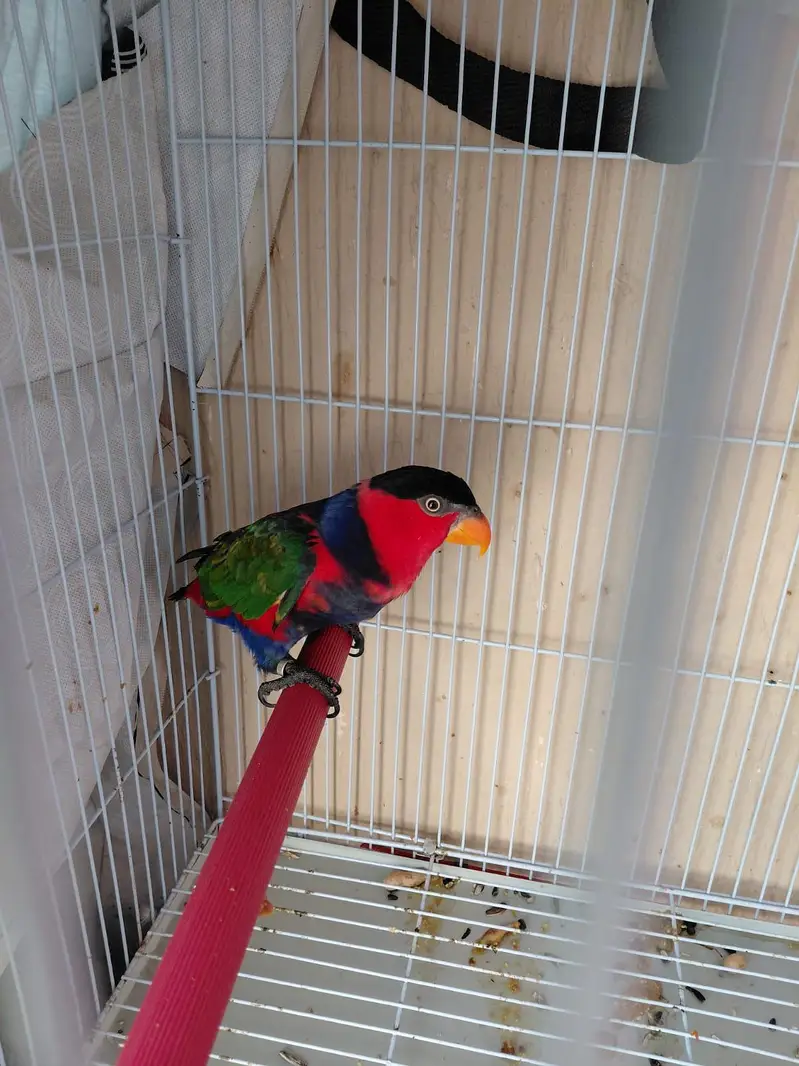 Black Capped Lorry Female for Sale — photo 2
