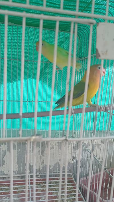 Beautiful young love bird pair