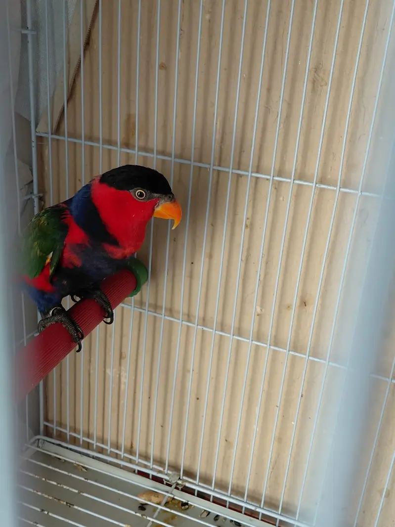 Black Capped Lorry Female for Sale — photo 3