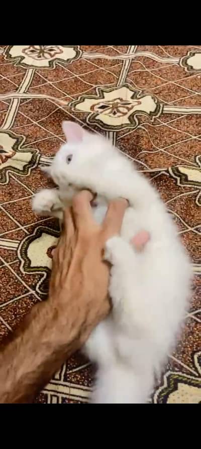 Persian female cat  white colour