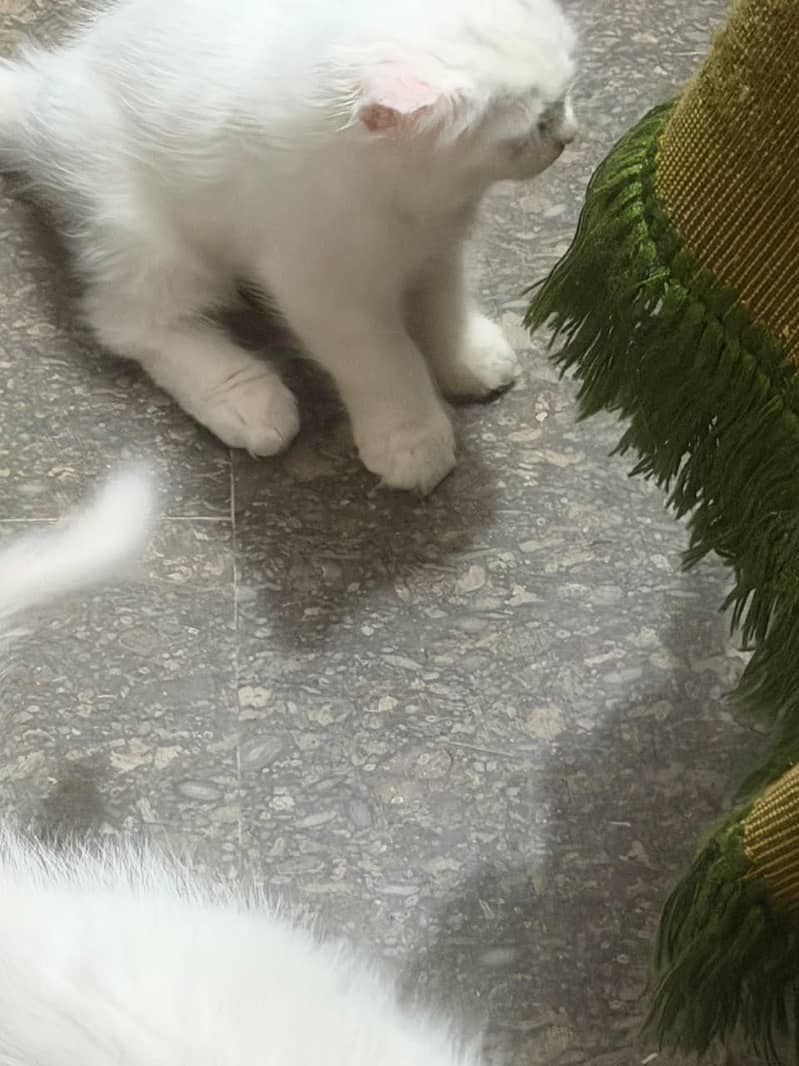 Persian cat 1