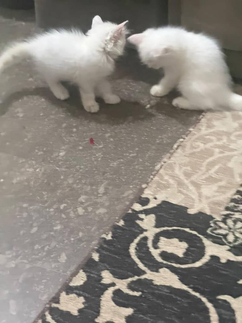 Persian cat 2