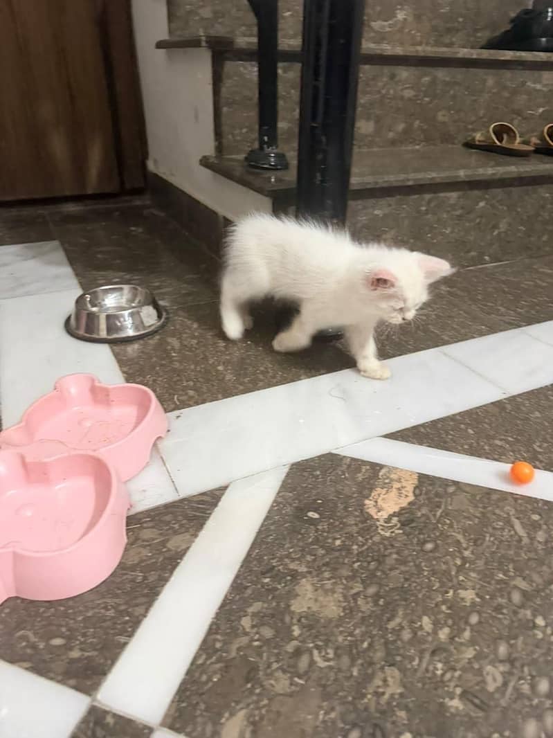 Persian cat 0