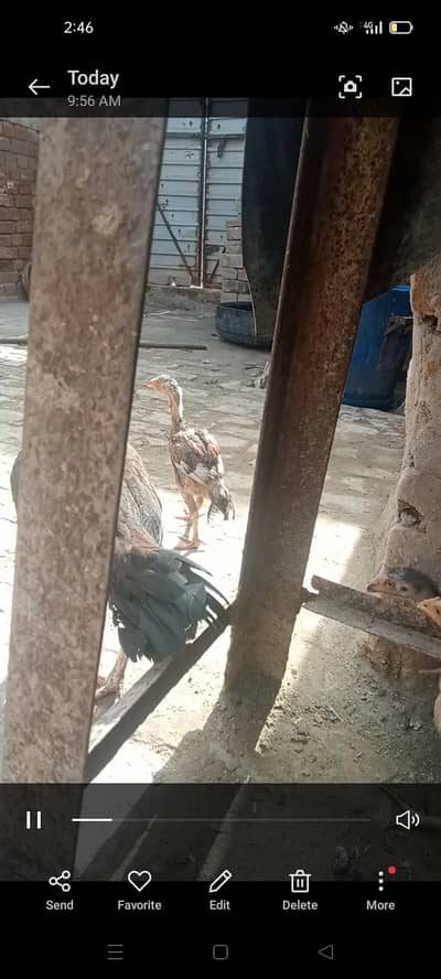 Aseel mianwali Lakhi female