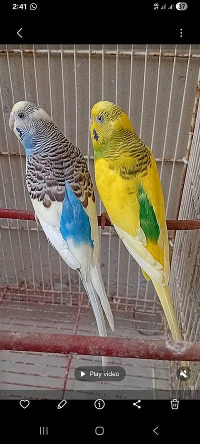 autralian parrot