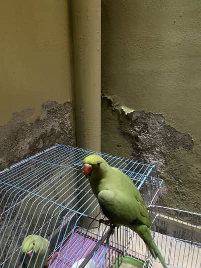 Selling ringneck parrot