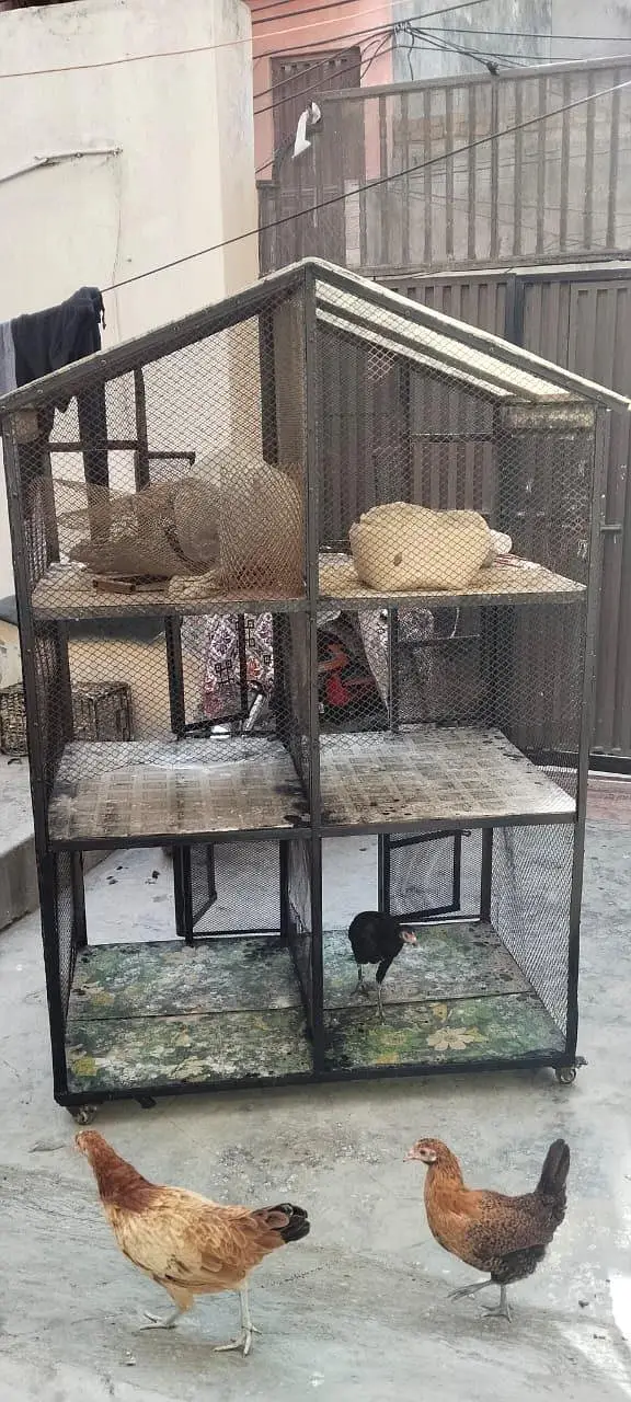 IRon Cage        #pets #hens #cages — photo 2
