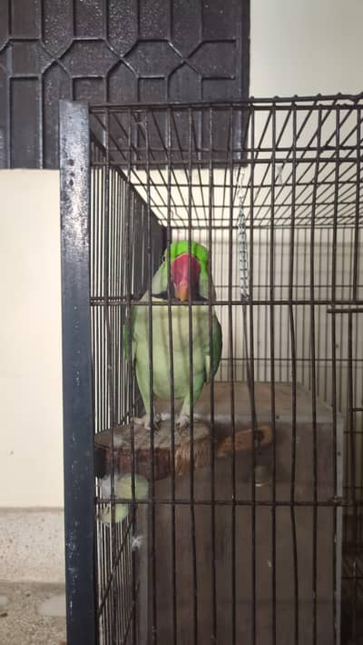 raw alexzender parrot male