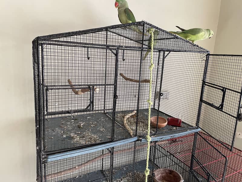 6 portion cage 4