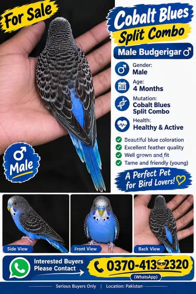 cobalt blue split combo male mashallah active and healthy male
