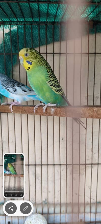Australian Split Blackwing split blackface female budgies