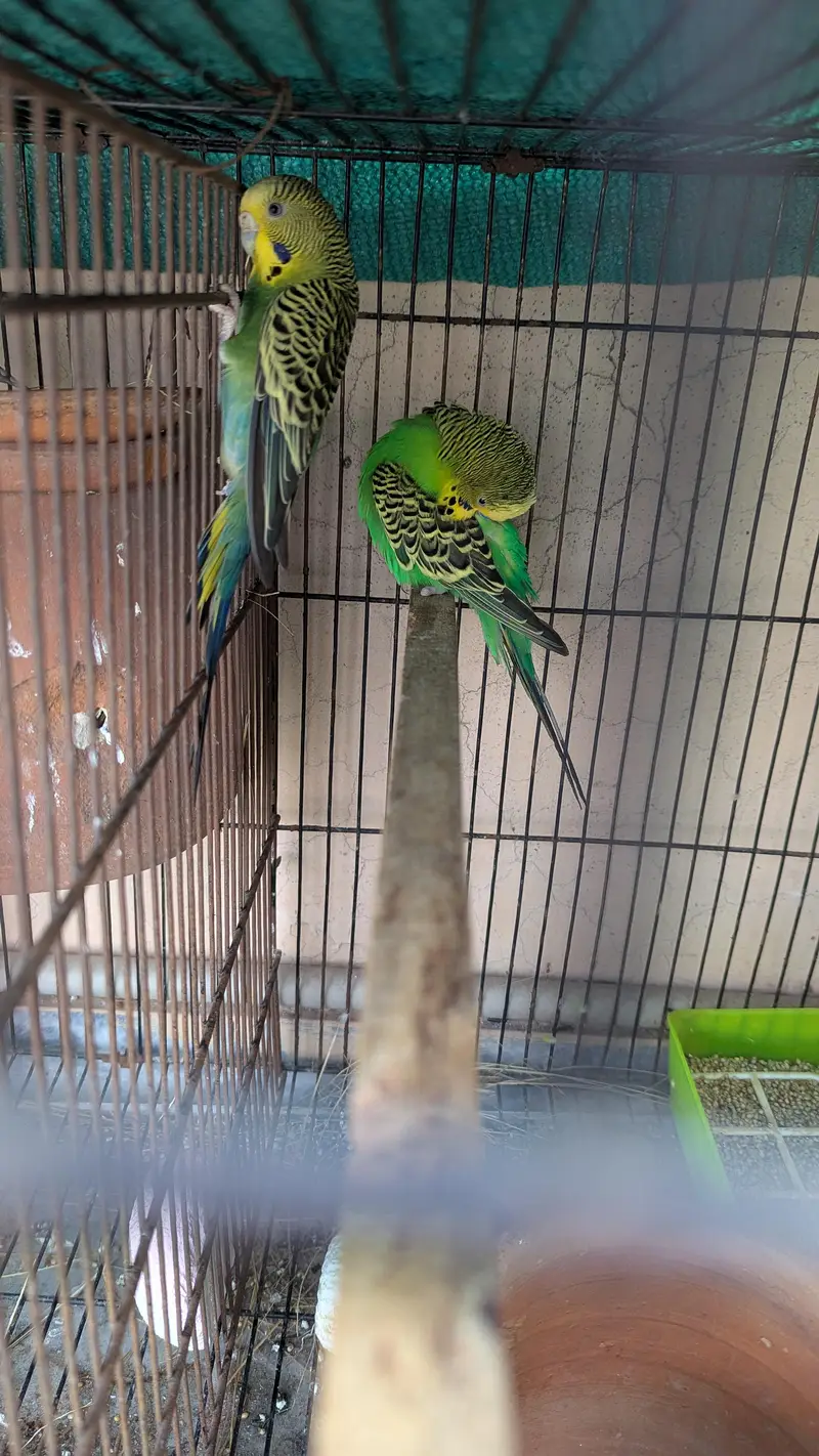 Australian Split Blackwing split blackface female budgies — photo 2