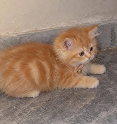 Persian 3riple cotted