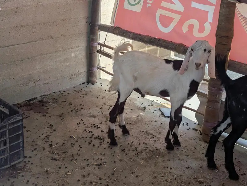 teddy Bakra — photo 2