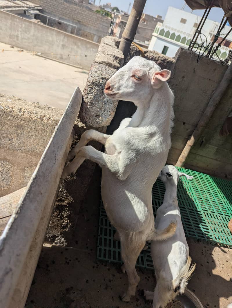 teddy Bakra 6