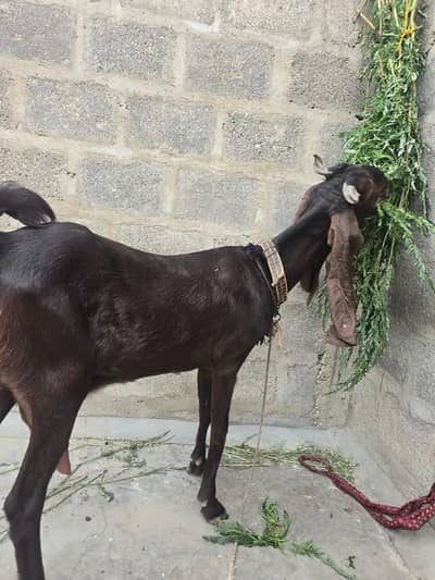 Kamori bakri for sell