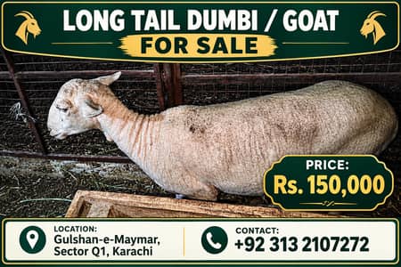 Healthy Long Tail, Beautiful Breeder ,Premium Rajanpuri ,Healthy Sindh