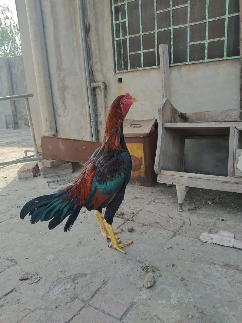 Aseel pair — photo 3