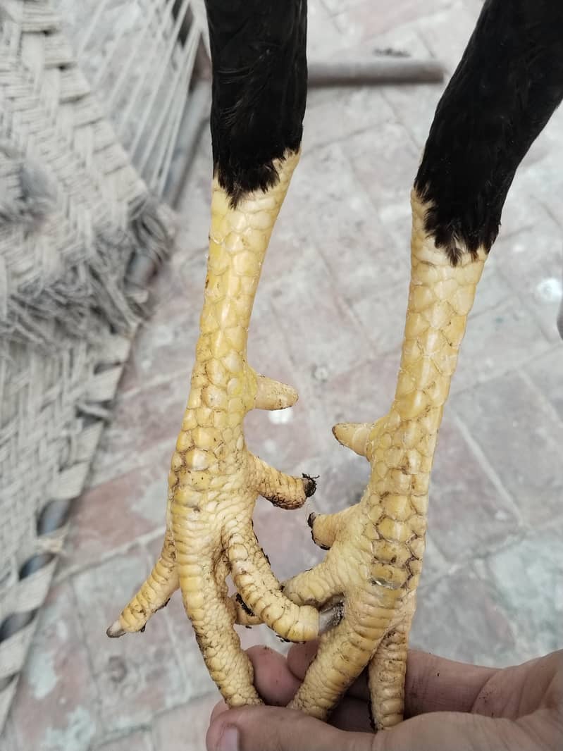 Aseel pair 7