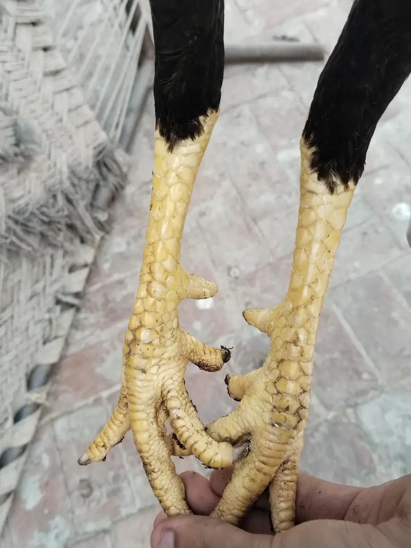 Aseel pair — photo 8
