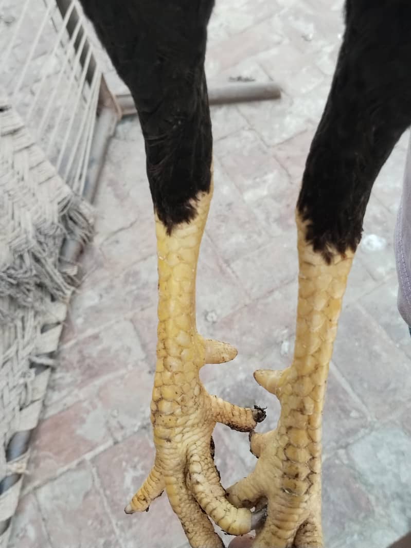 Aseel pair 8