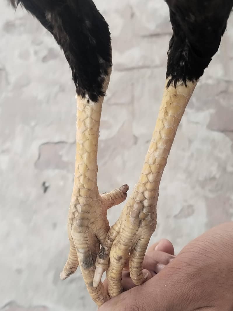 Aseel pair 11