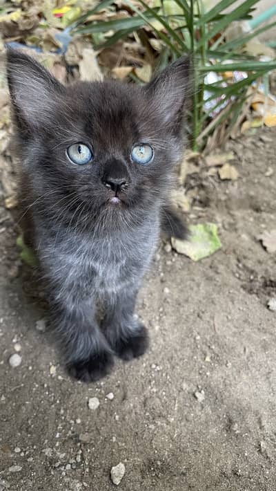 Persian kitten tripal coated black one is male and white is female