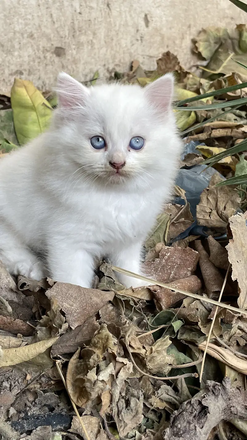 Persian kitten tripal coated black one is male and white is female — photo 2