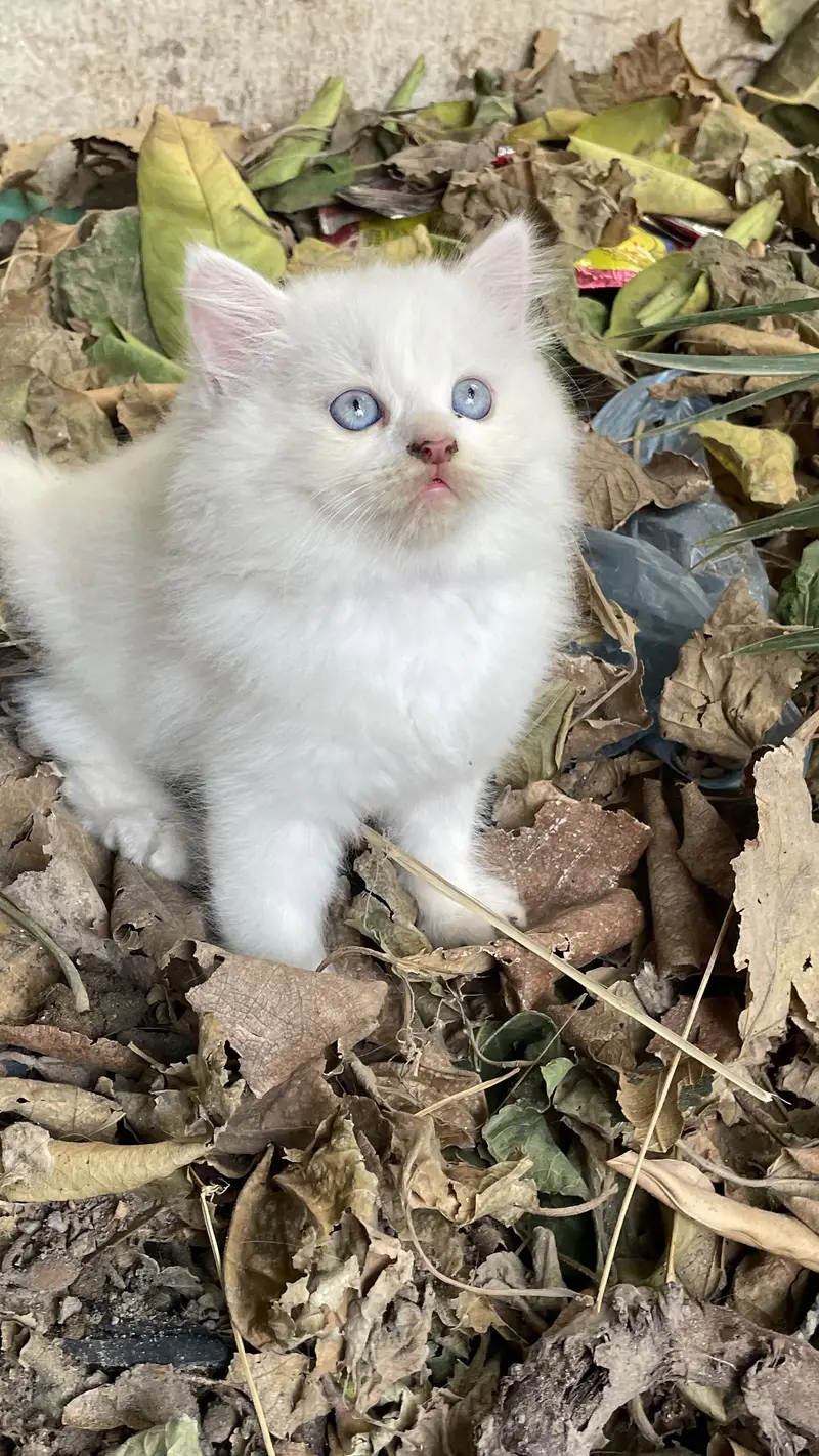 Persian kitten tripal coated black one is male and white is female — photo 3